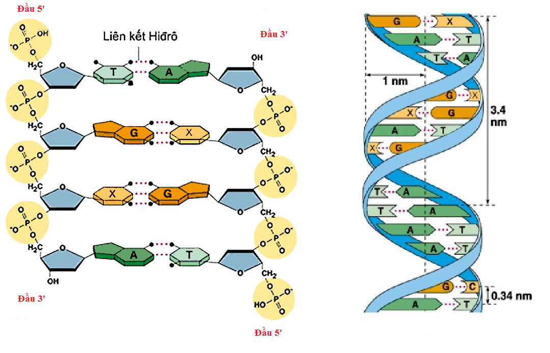 Mô hình cấu trúc xoắn kép của DNA